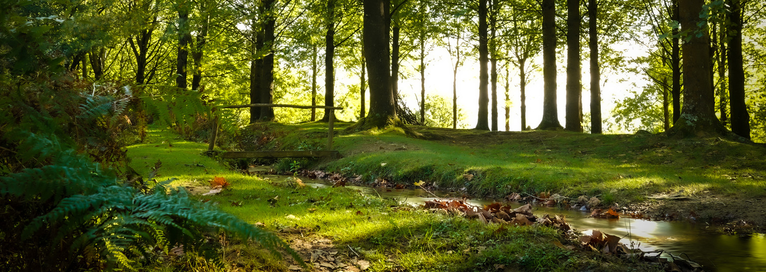 Atelier ancrage en forêt Pays-basque